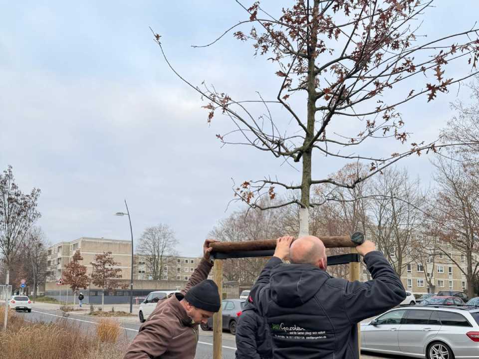 Baumpflege in Hannover
