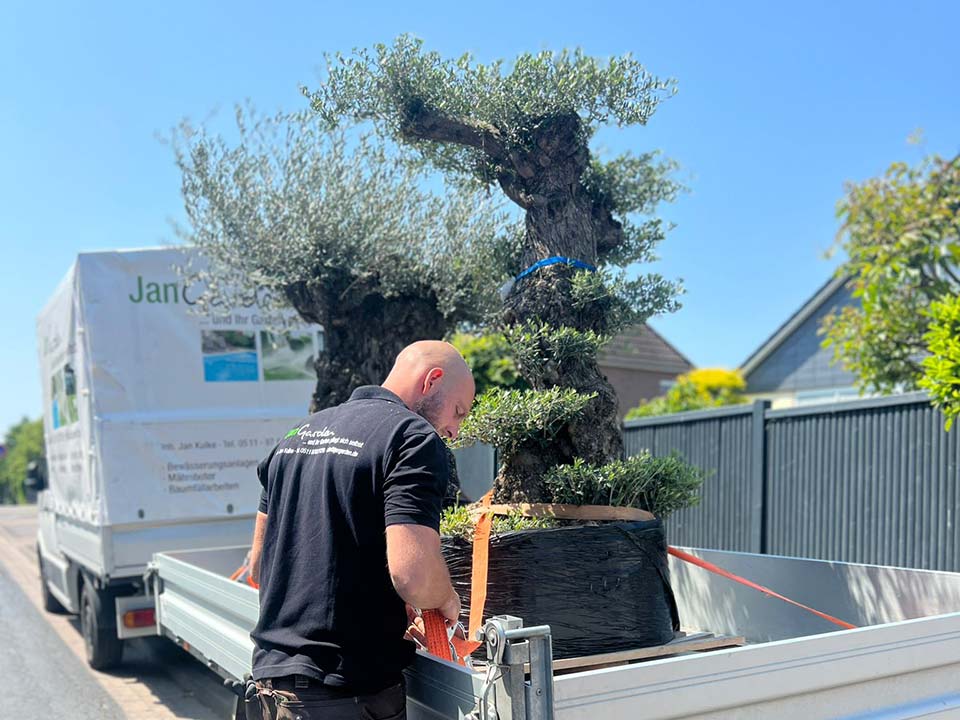 Fachgerechte Baumarbeiten im Garten