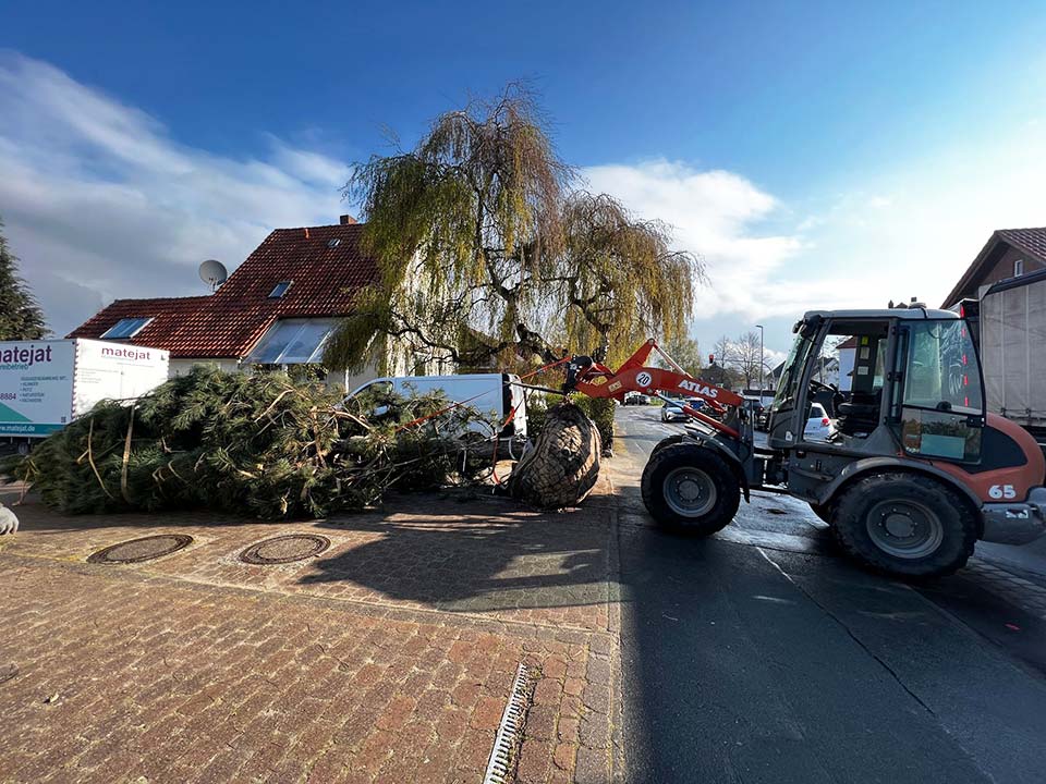Professionelle Baumpflege durch Jan Garden