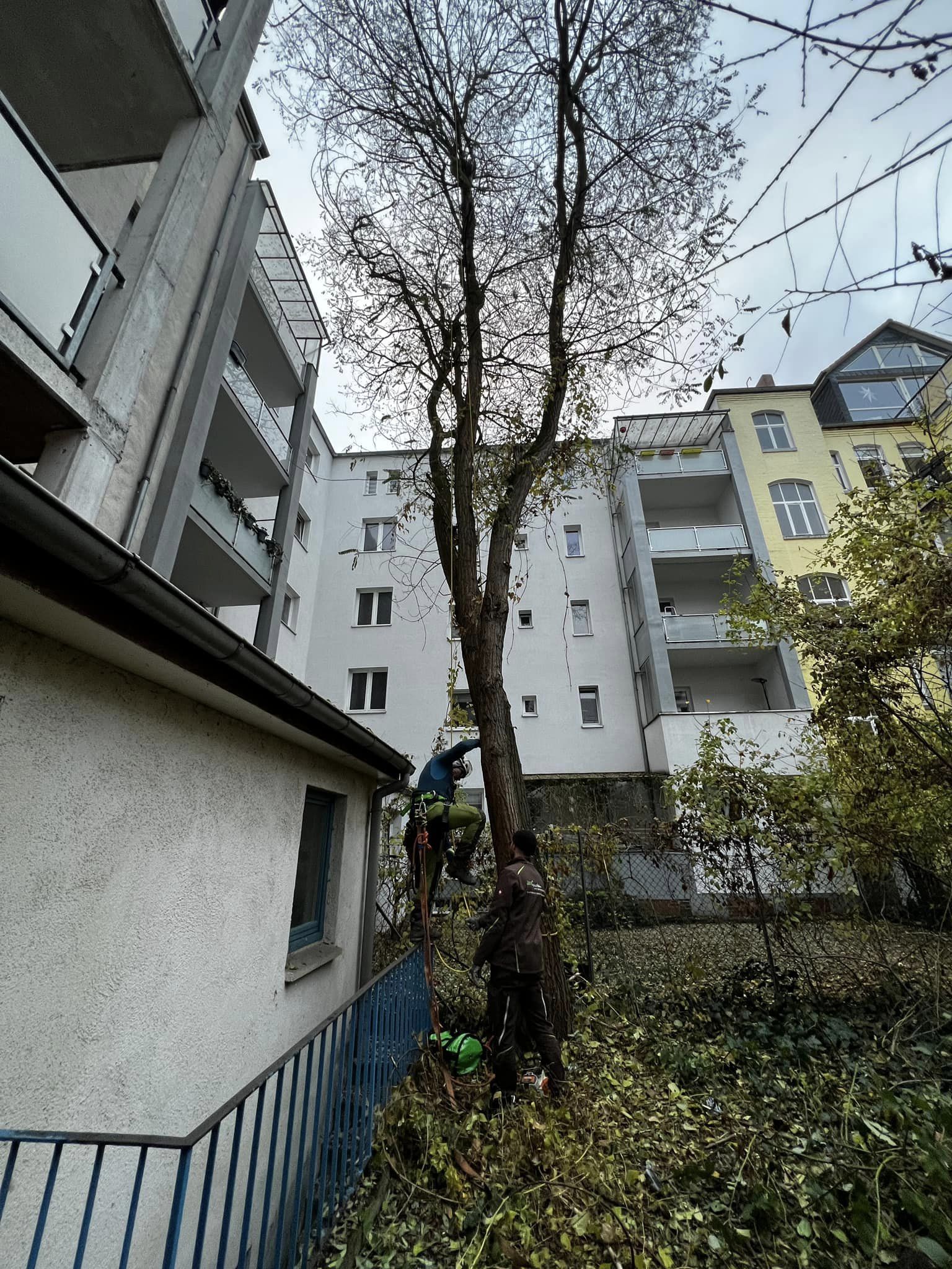 Baumfällarbeiten in enger Umgebung